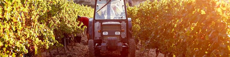 Austria Vineyard