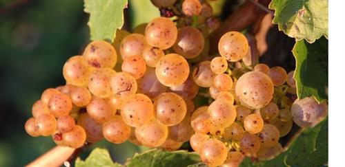 riesling-02.jpg
