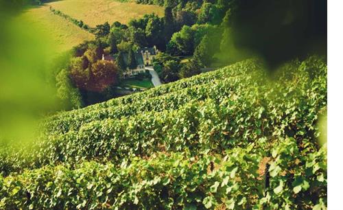 vineyards-02.jpg